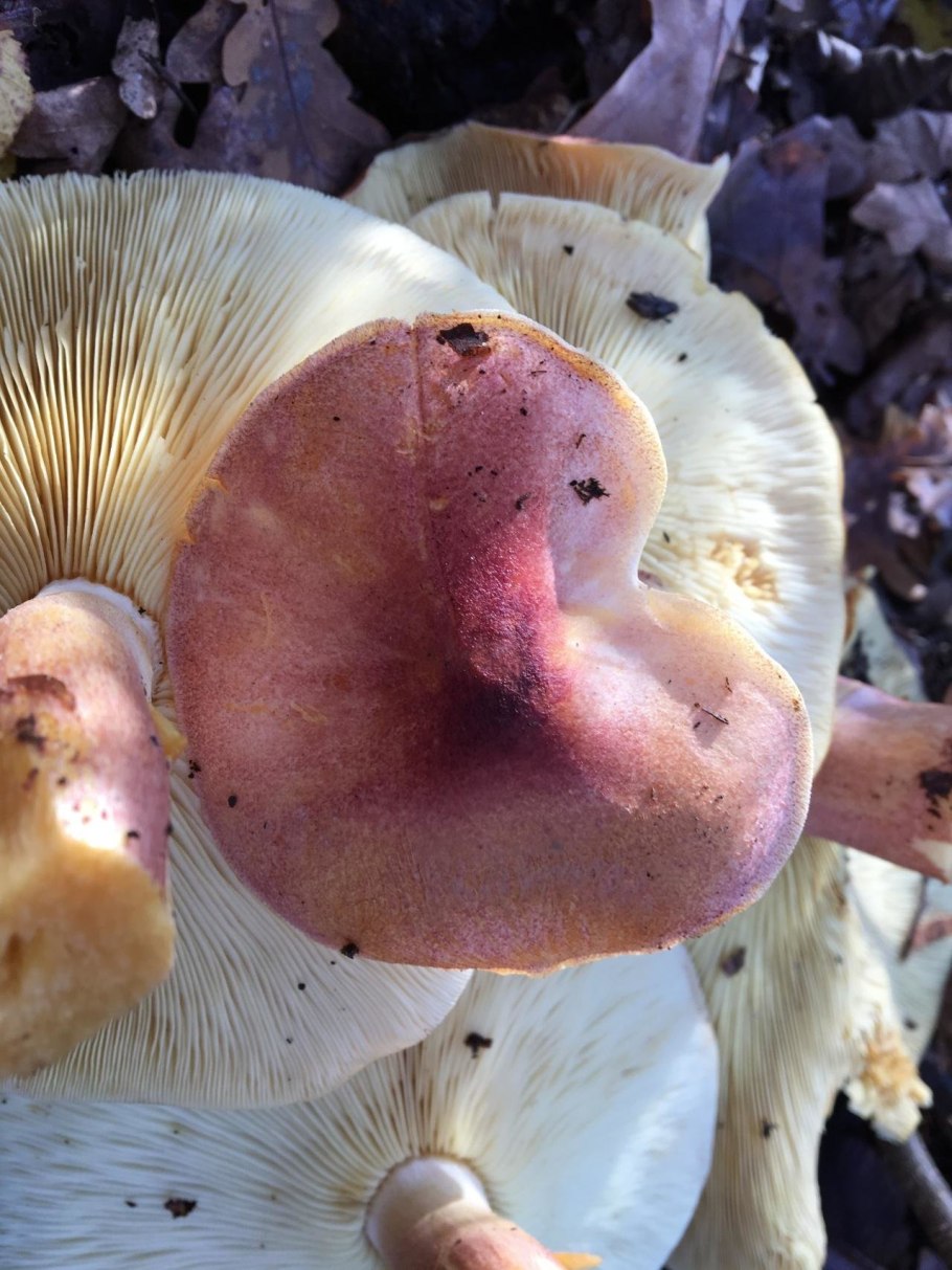 Рядовка желто-красная Tricholomopsis rutilans