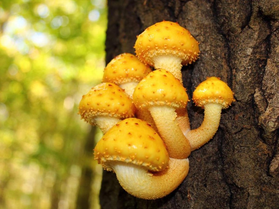 Чешуйчатка золотистая (Pholiota aurivella)