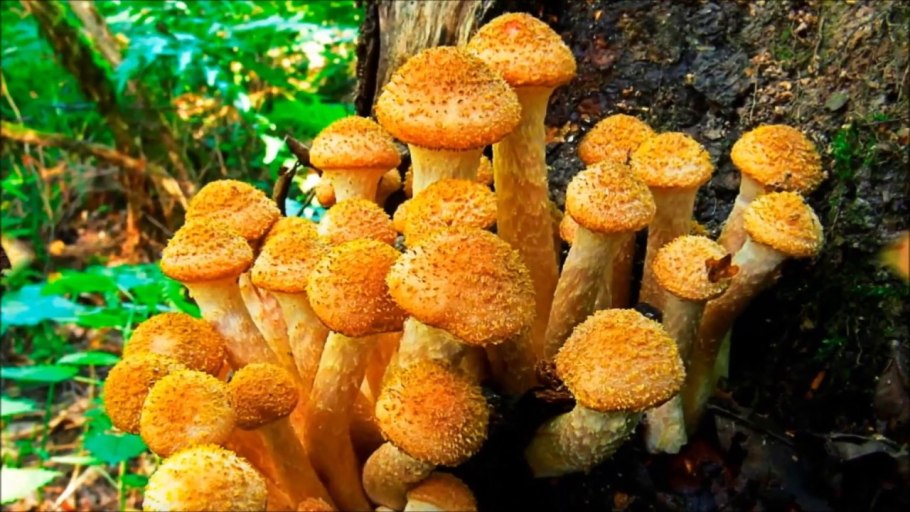 Чешуйчатка обыкновенная Pholiota squarrosa