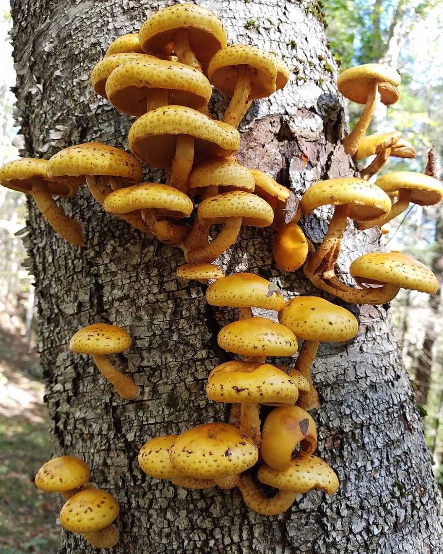 Pholiota squarrosa