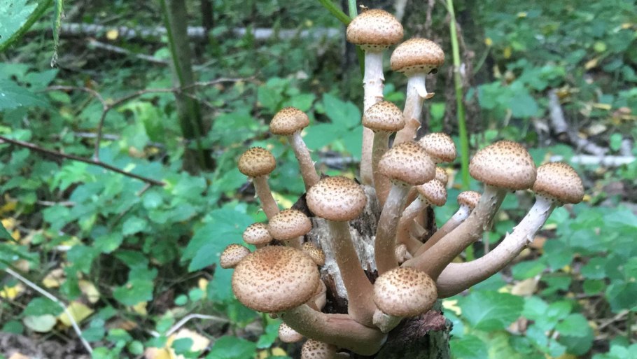 Галюны от опят