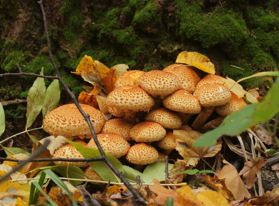 Чешуйчатка золотистая (Pholiota aurivella)