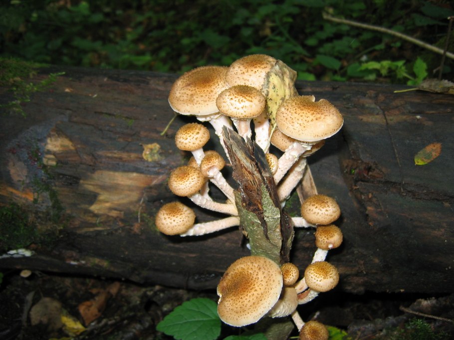 Королевские опята чешуйчатка золотистая