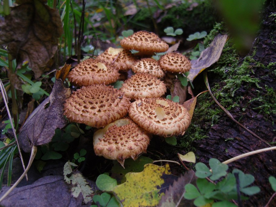Чешуйчатка обыкновенная Pholiota squarrosa