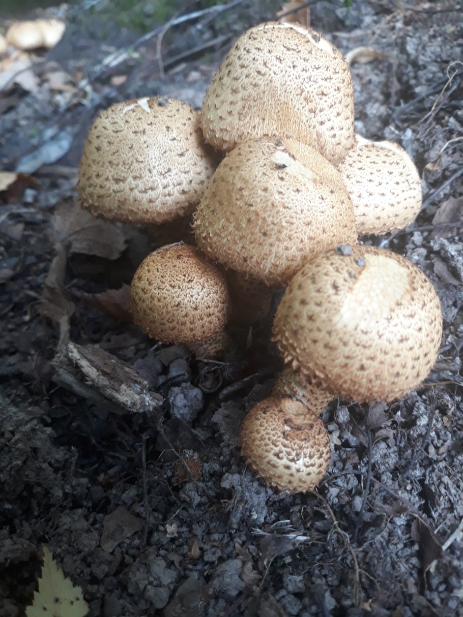 Чешуйчатка обыкновенная pholiota squarrosa