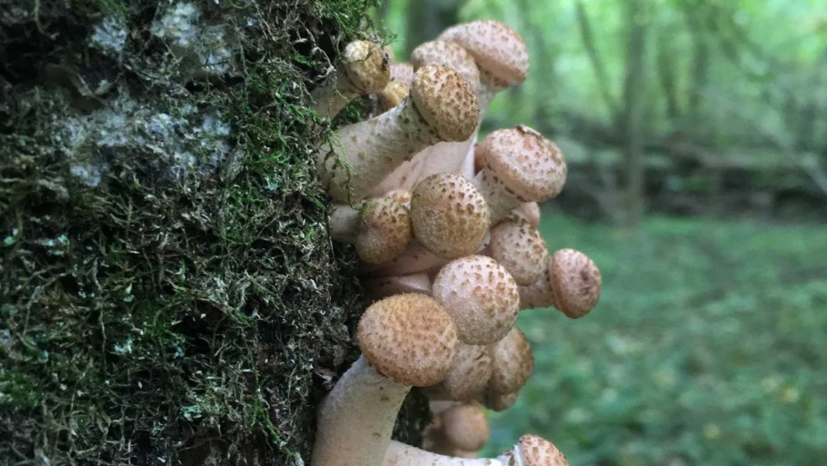 Pholiota squarrosa