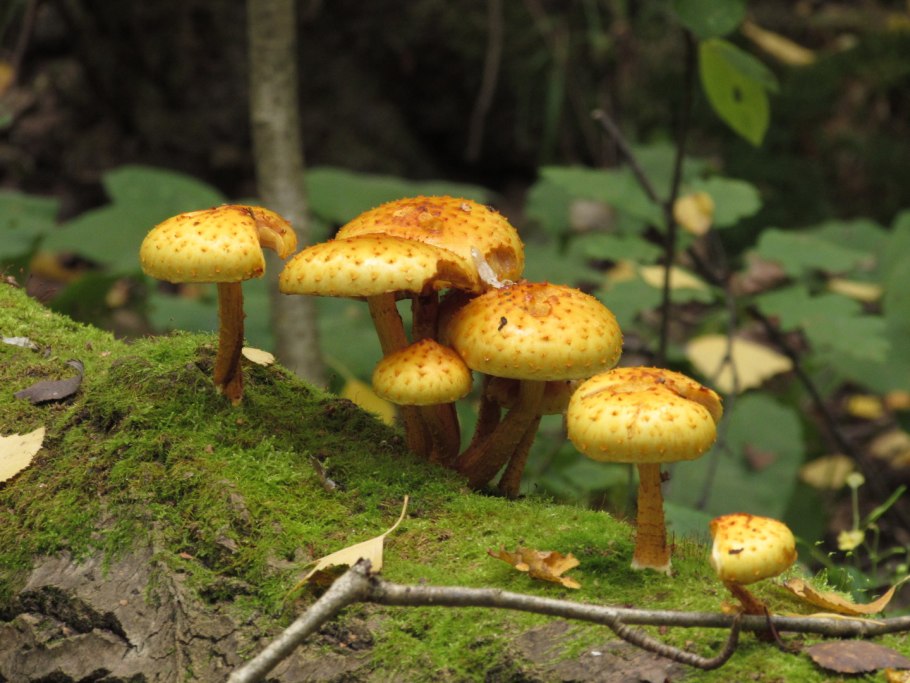 Pholiota squarrosa