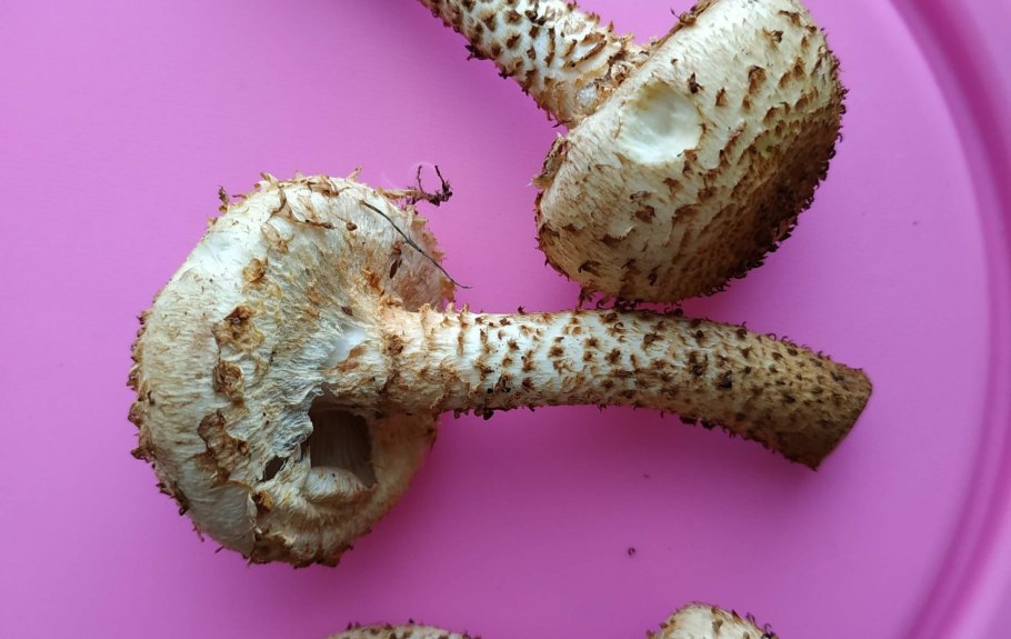 Королевские опята