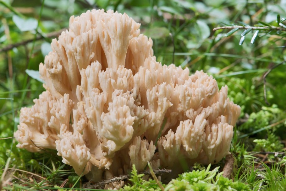 Ramaria abietina
