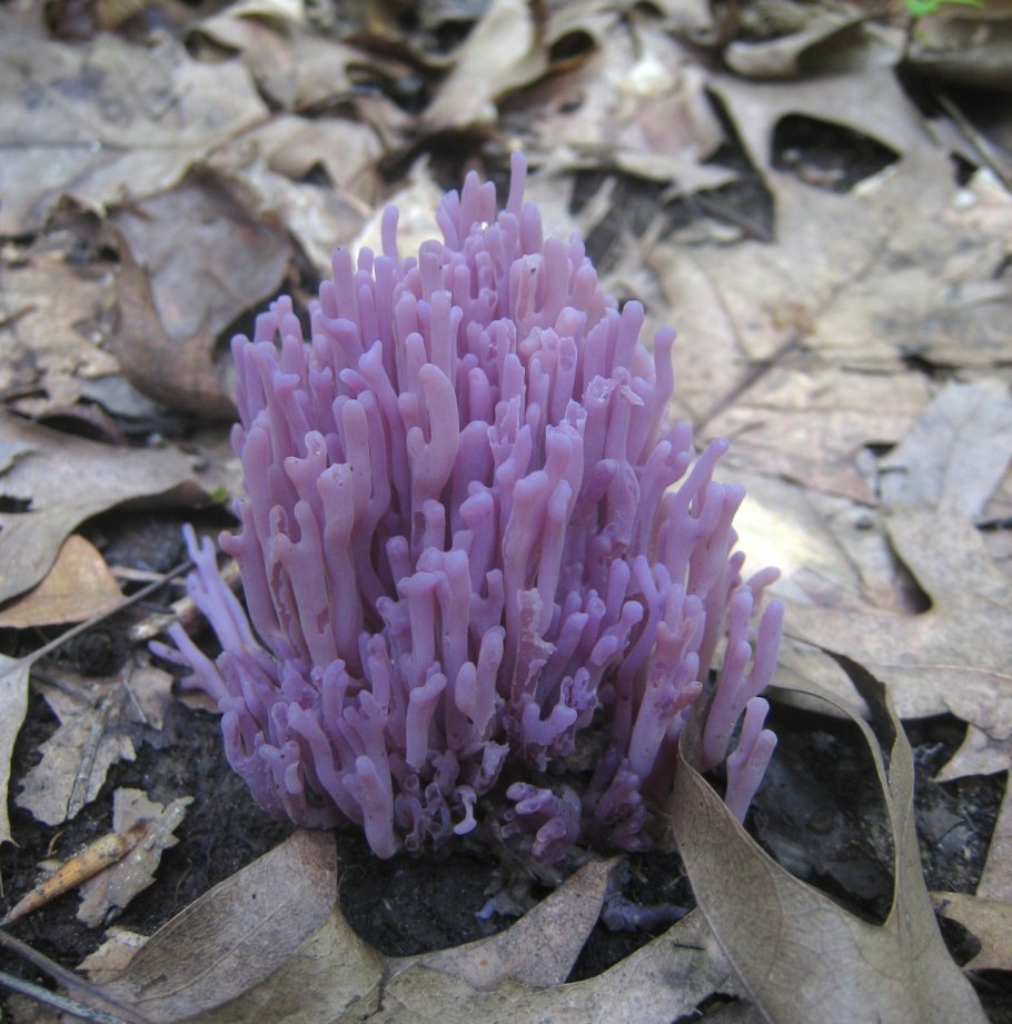 Оленьи рожки грибы