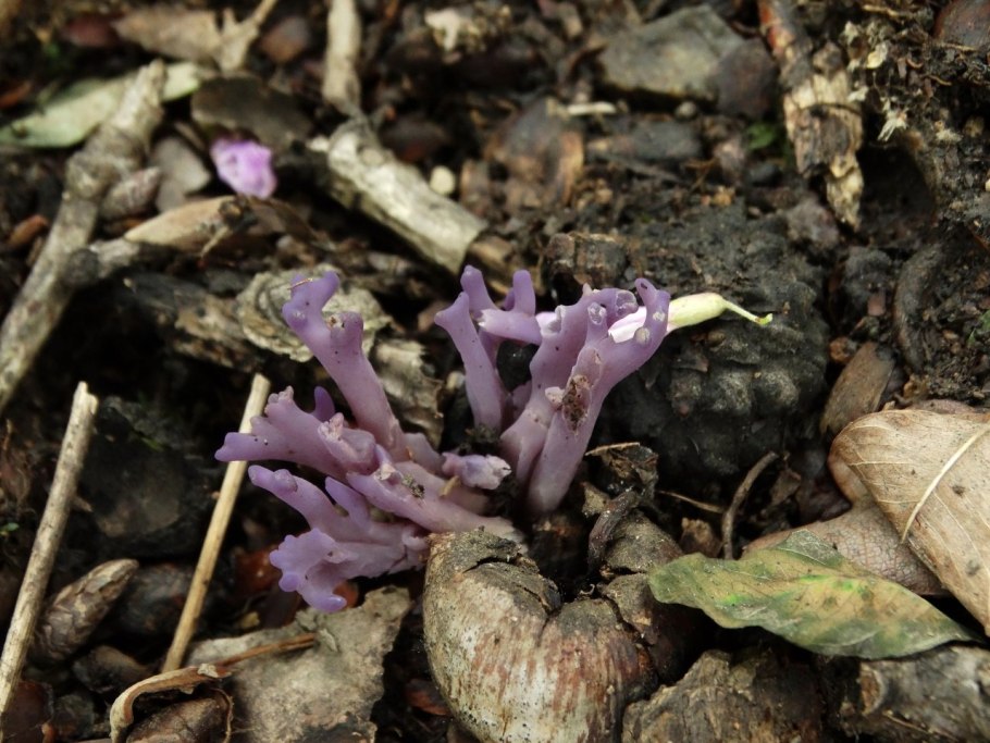 Рогатик Оленьи рожки