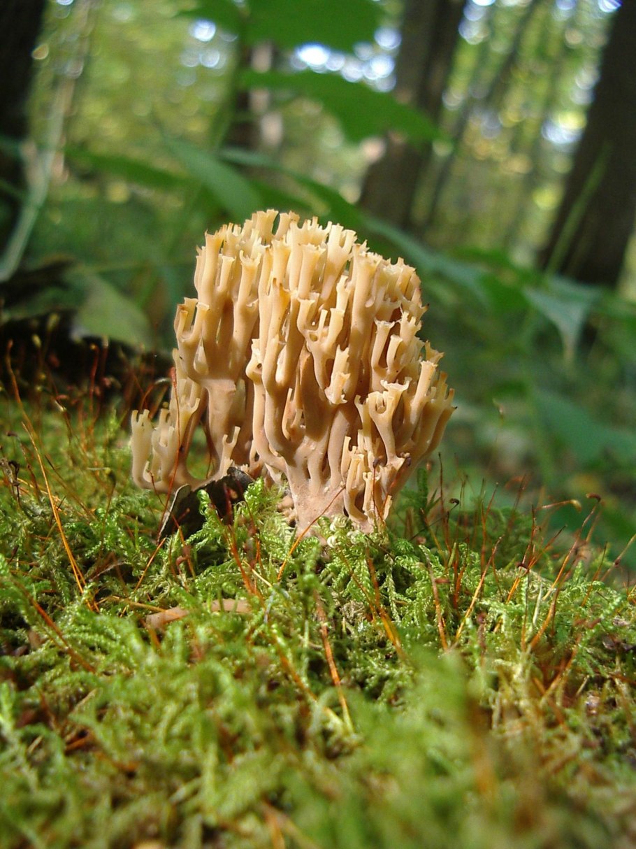 Clavulina amethystina— Рогатик аметистовый