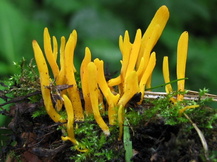 Рамария гриб