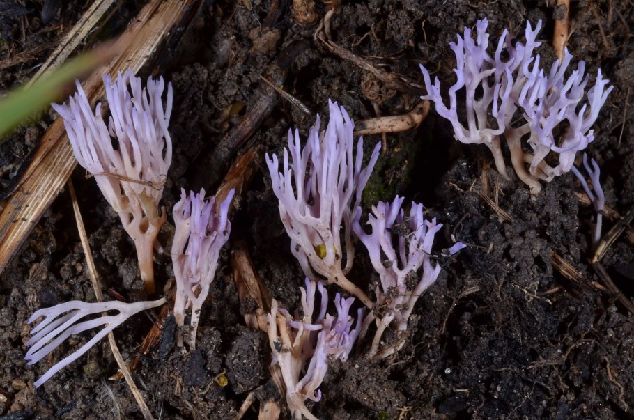 Гриб Рогатик коралловидный