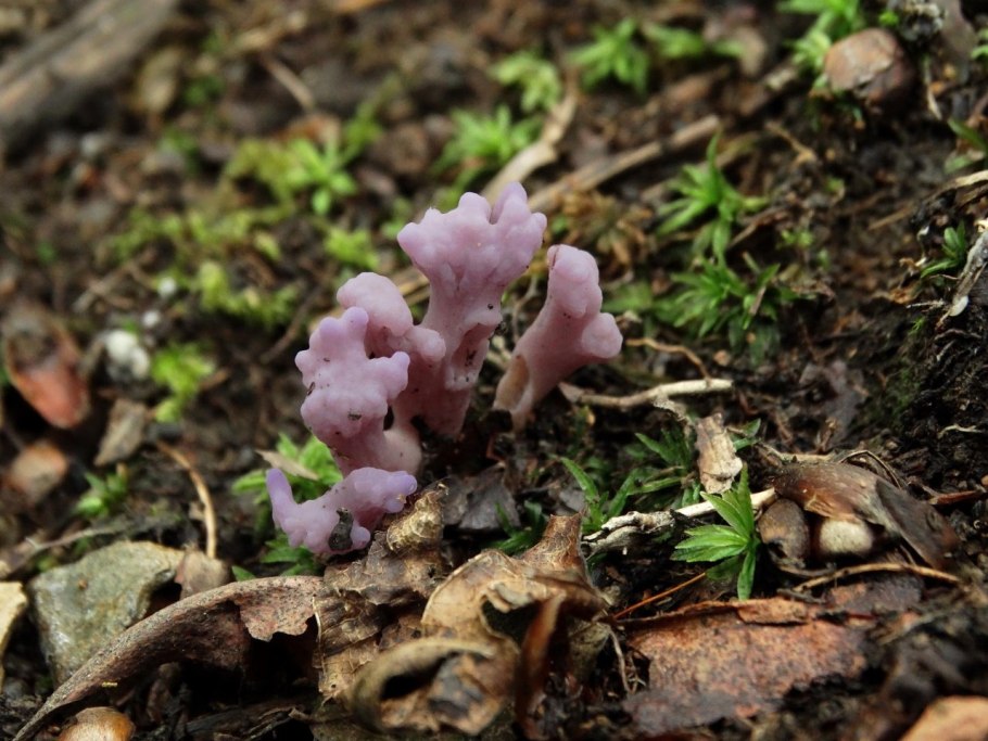 Clavulina amethystina— Рогатик аметистовый