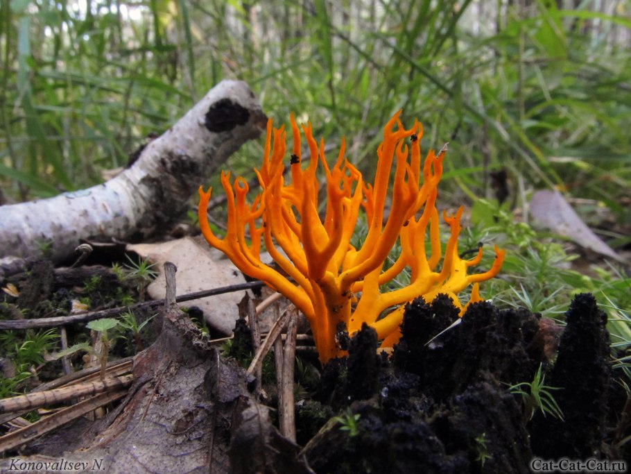 Калоцера клейкая оленьи рожки