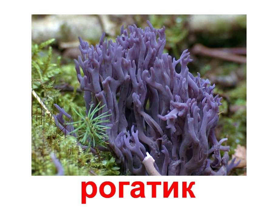 Гриб Рогатик аметистовый