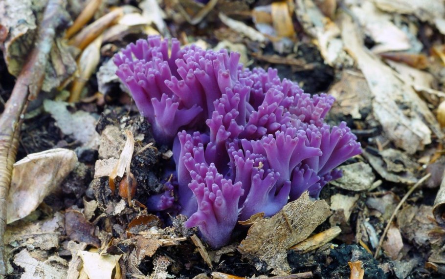 Клавария гриб