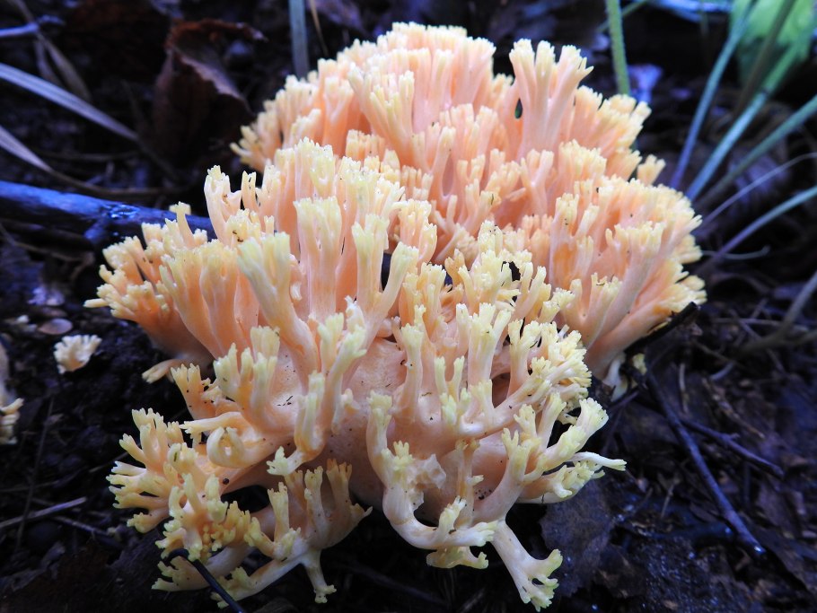 Гриб Рогатик коралловидный