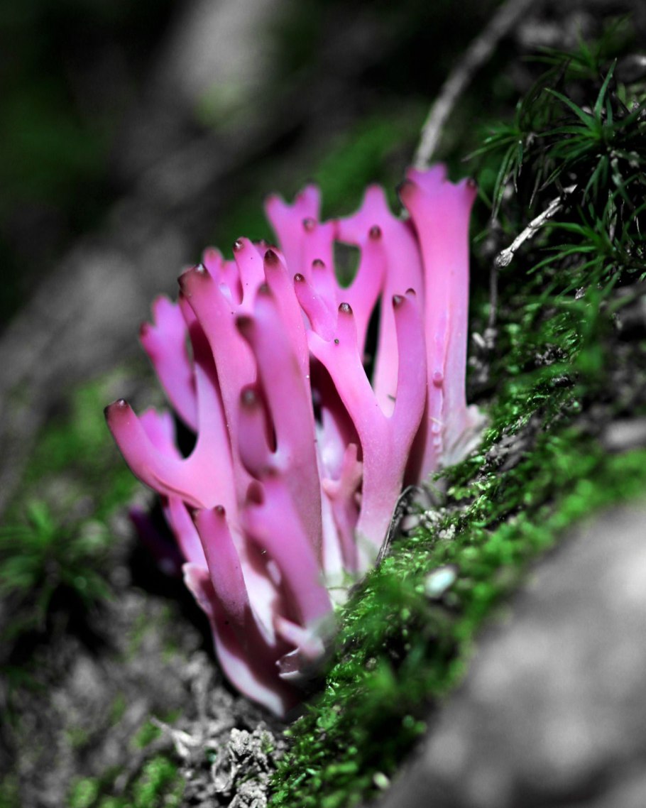 Гриб Рогатик аметистовый