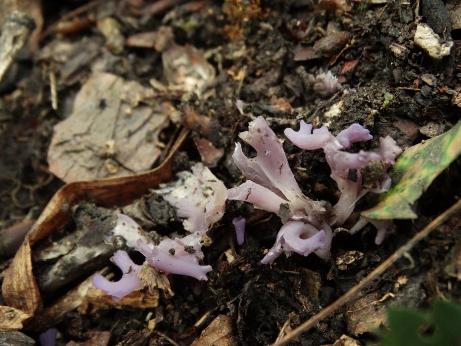 Клавария бледно-бурая