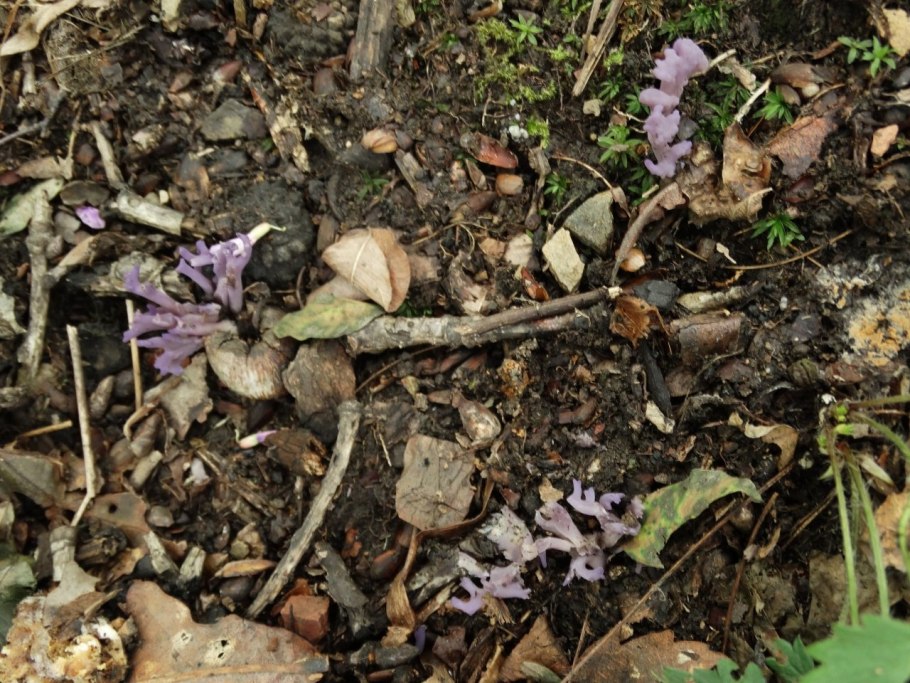 Рогатик Рамария обыкновенная