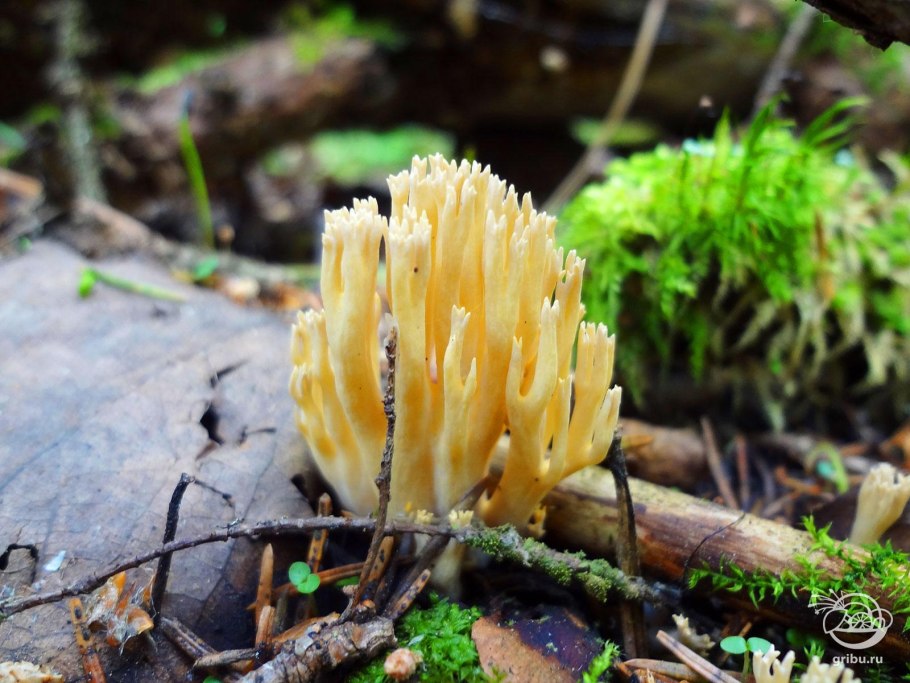 Оленьи рожки гриб