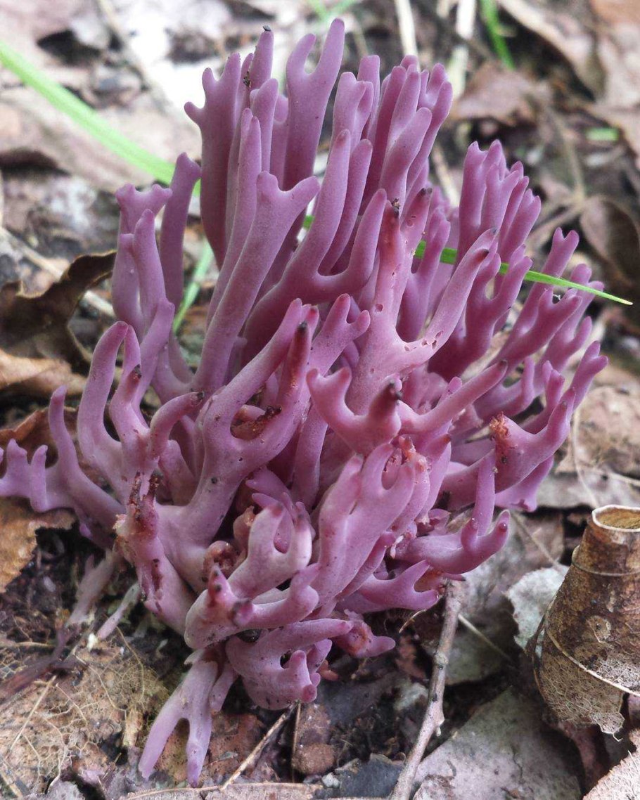 Clavulina amethystina