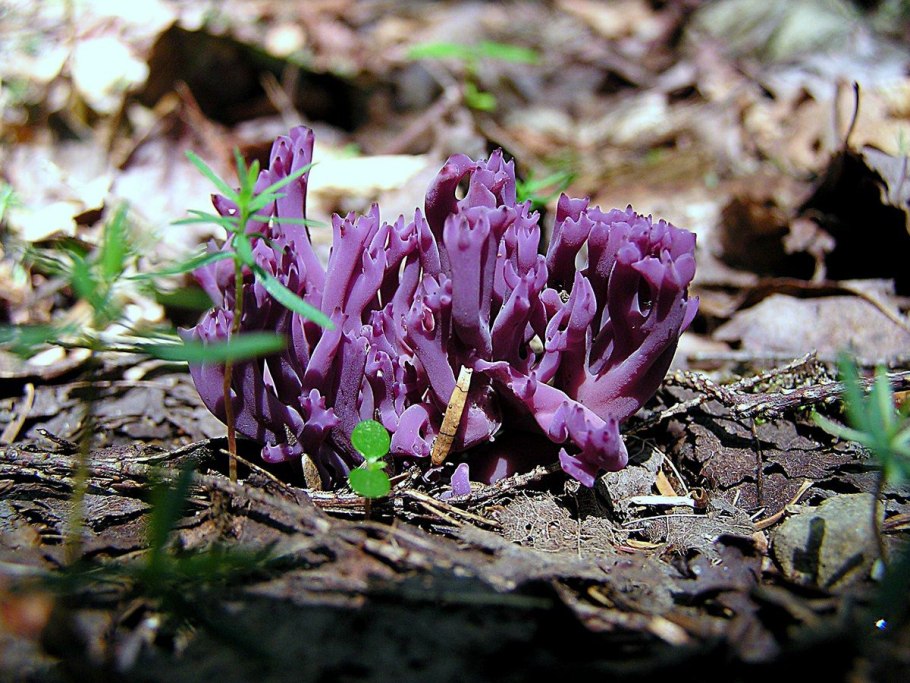 Клавулина Аметистовая