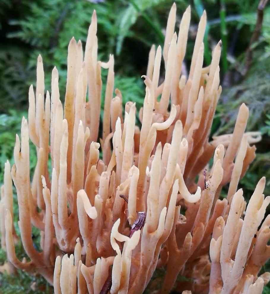 Рамария Формоса