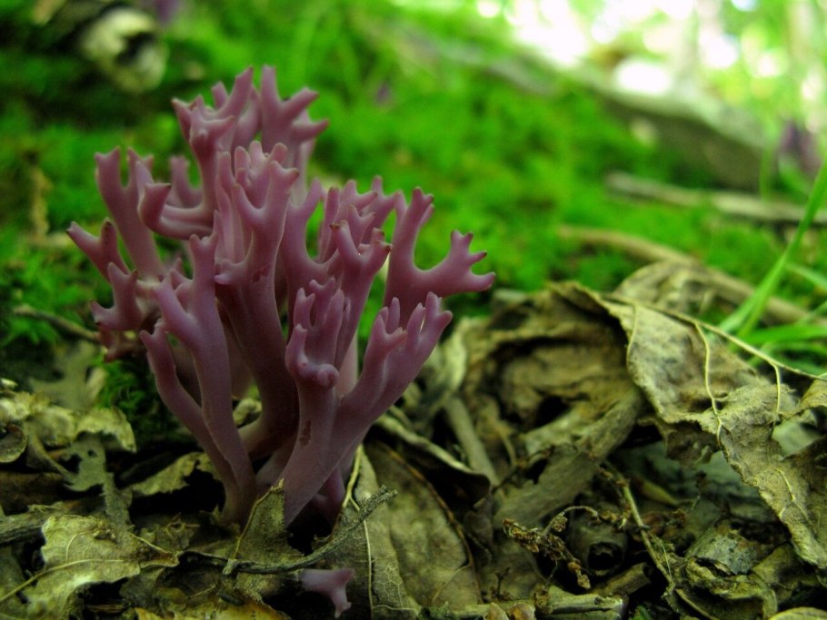 Гриб Рогатик аметистовый