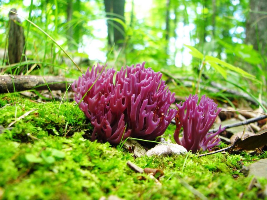 Clavulina amethystina
