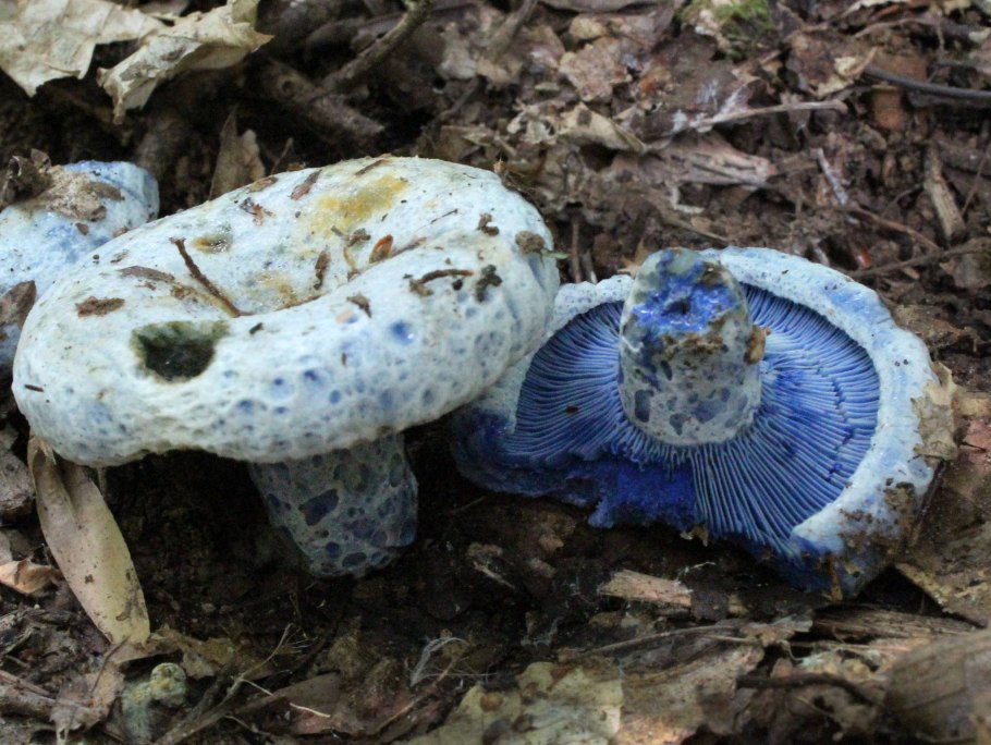 Мельничник голубой гриб