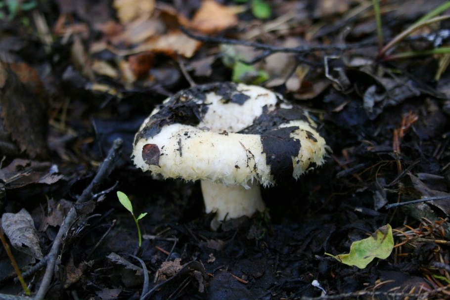 Млечник гриб Гладыш