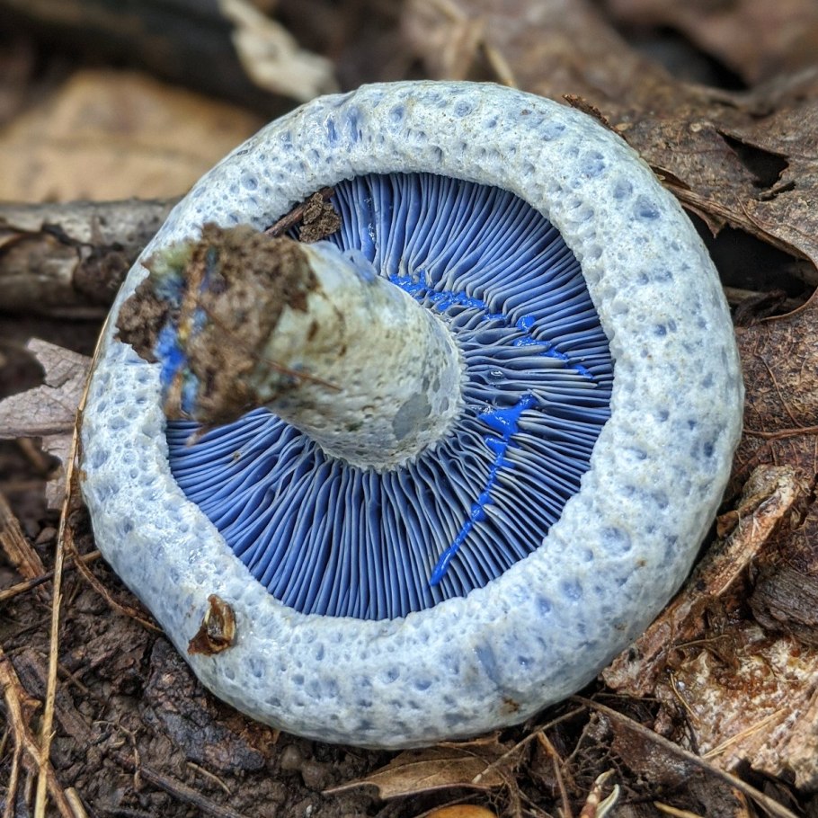 Гриб Russula cyanoxantha