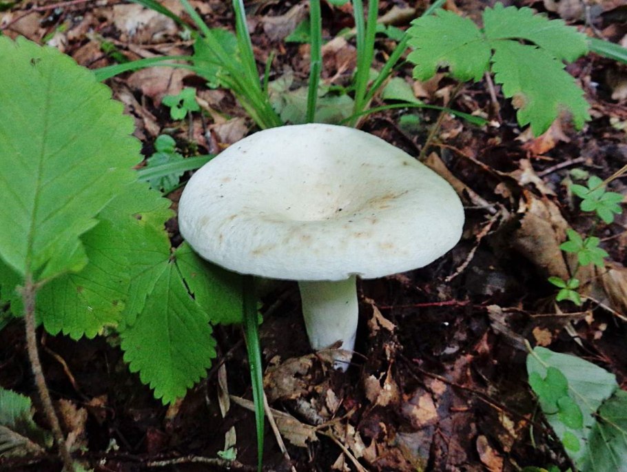 Груздь водянистозоновый (Lactarius aquizonatus) о нем