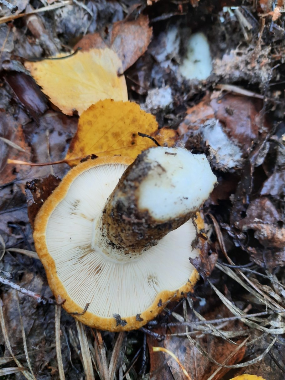 Черные грузди