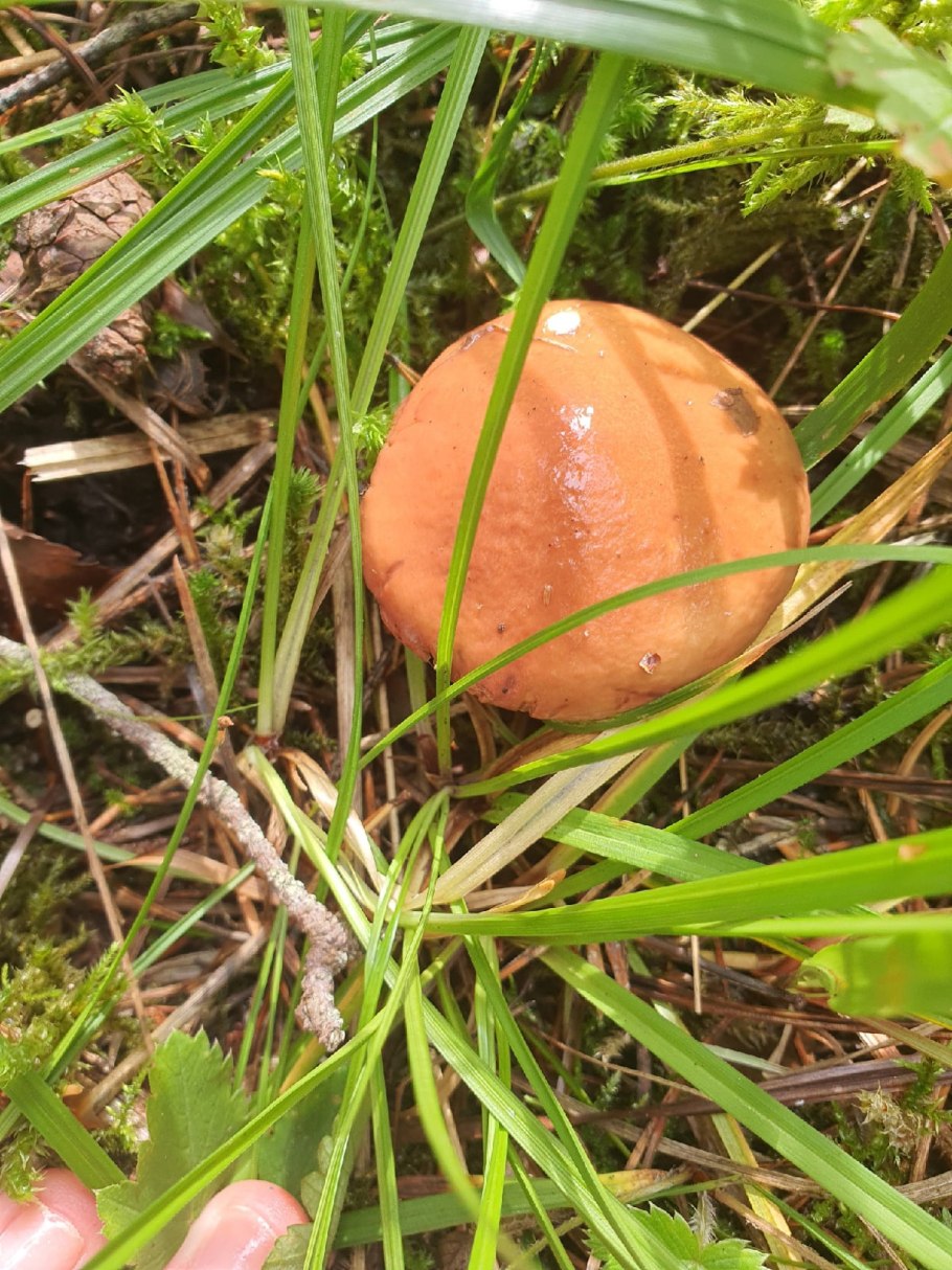 Летние грибы России