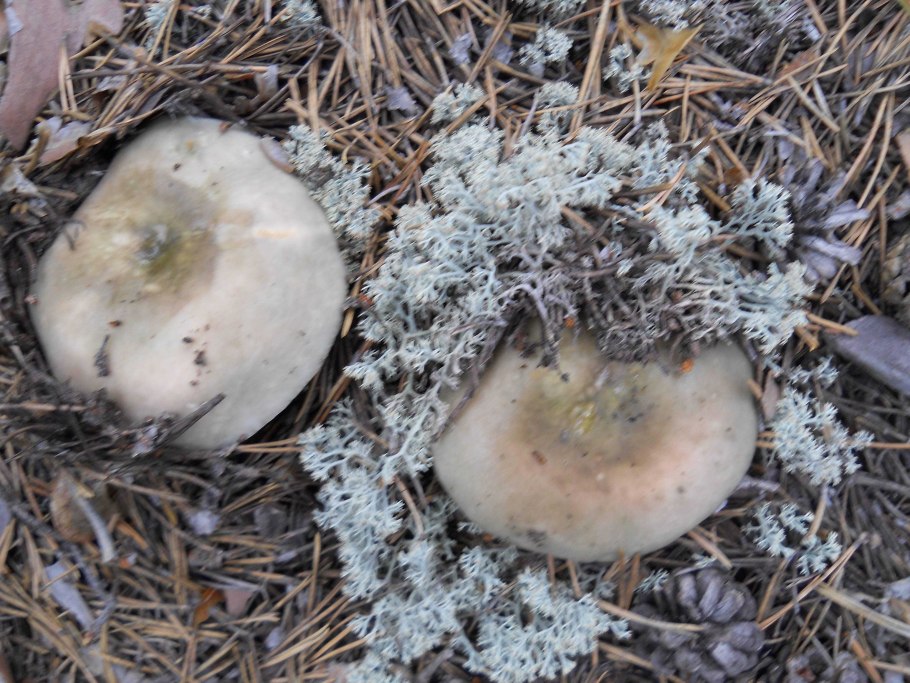 Грибы в Омске съедобные