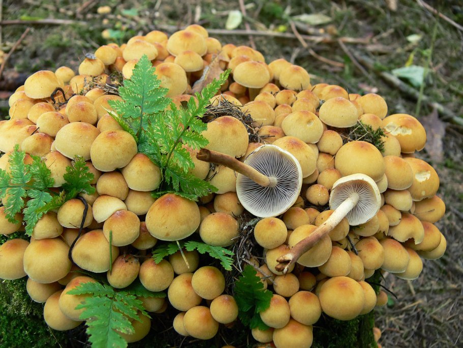 Ложноопёнок серопластинчатый