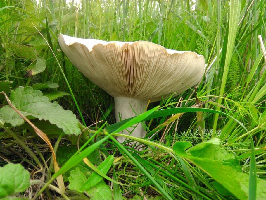 Свинушка рядовковидная