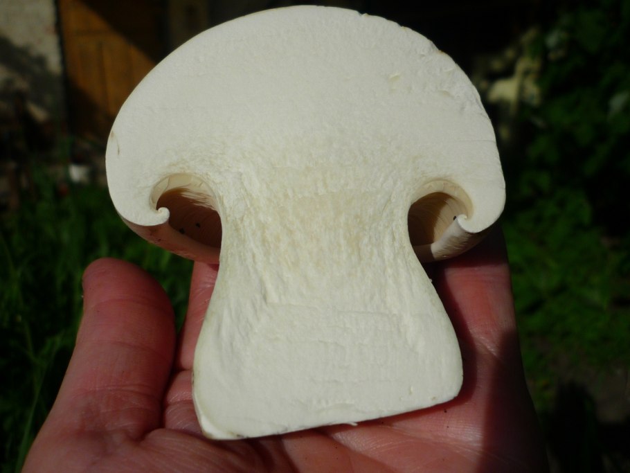 Белосвинуха рядовковидная