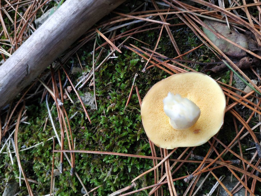 Гриб обабок Дальневосточный