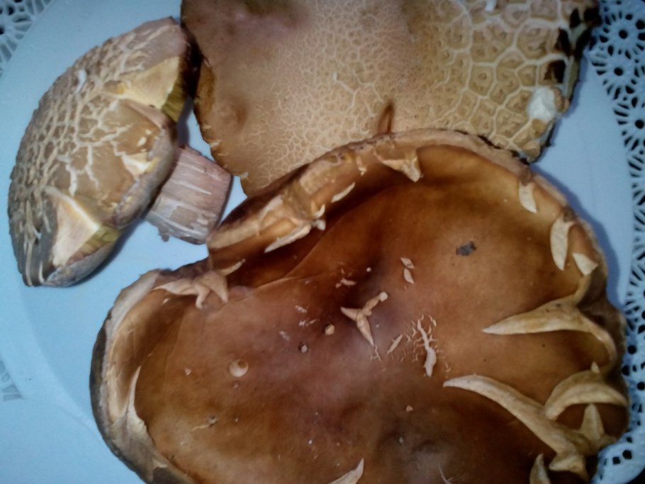 Посттравматические милиумы