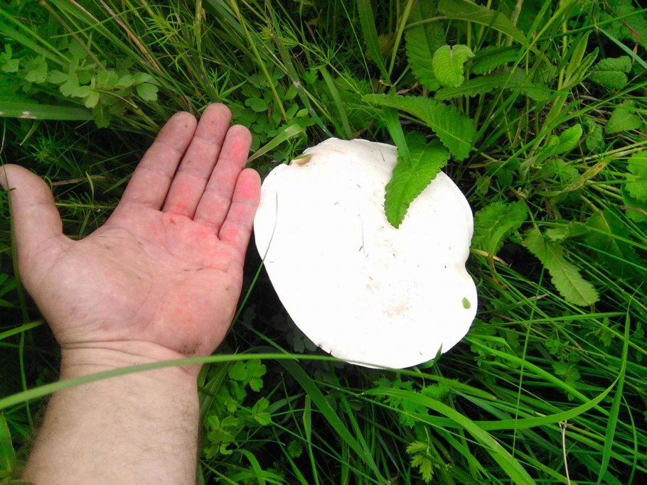 • Лейкопаксиллус лепистовидный гриб