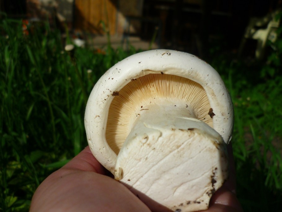 Ложносвинуха лепистовидная