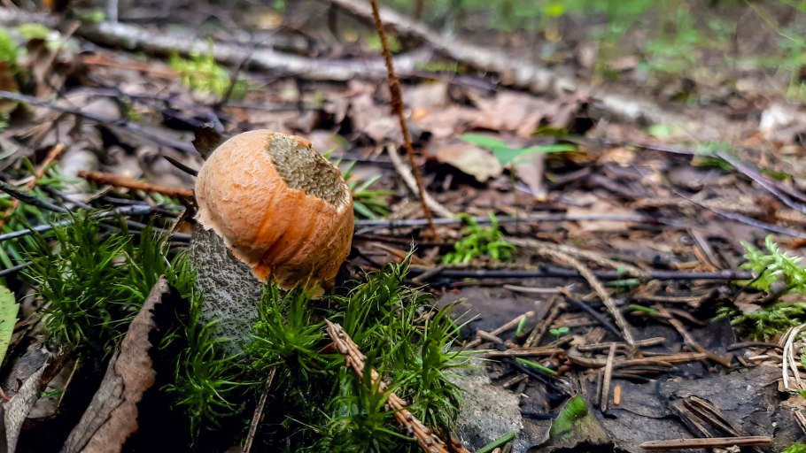 Ложнодождевик порховковый
