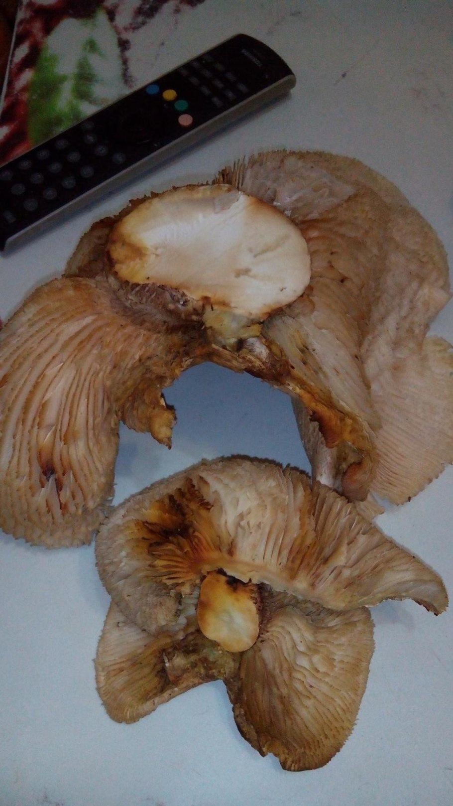 Вёшенка устричная pleurotus ostreatus