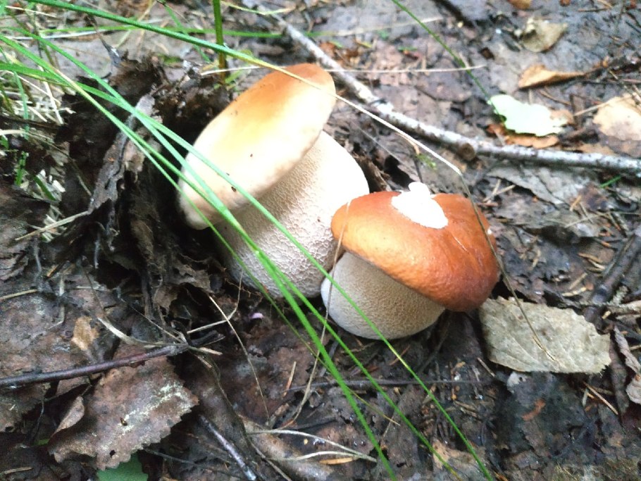 Грибы Питера и Ленобласти