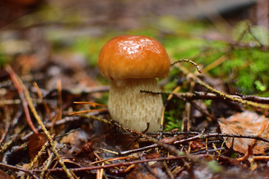 Грибы семейства Моховиков Рыжк